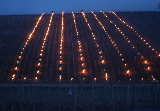 Bougies contre le gel dans les vignes, viticulture - Crédit photo   @Pascal21cor