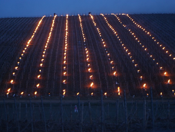 Bougies contre le gel dans les vignes, viticulture - Crédit photo   @Pascal21cor