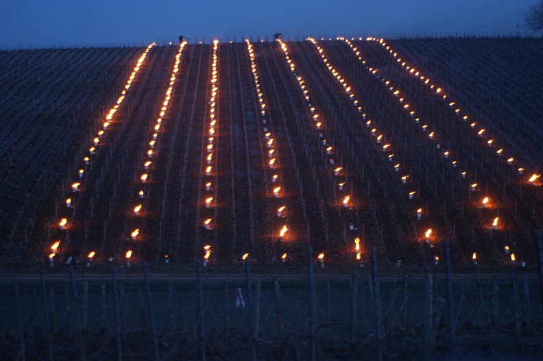 Bougies contre le gel dans les vignes, viticulture - Crédit photo _ @Pascal21cor.JPG