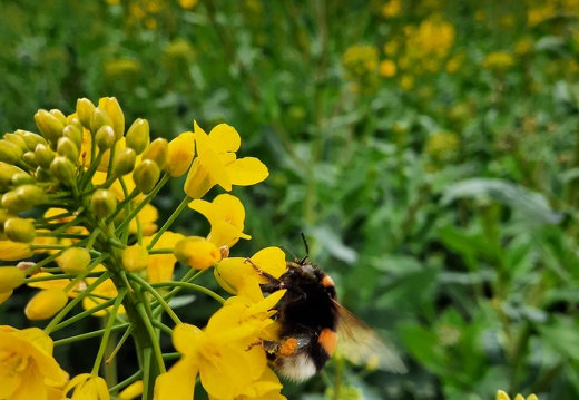 Bourdon, Colza en fleur, oléagineux, biodiversité - Crédit photo  @GillesLievens