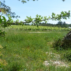 Cadole dans les vignes, cabane pierres sèches, viticulture - Crédit photo  @Pascal21cor
