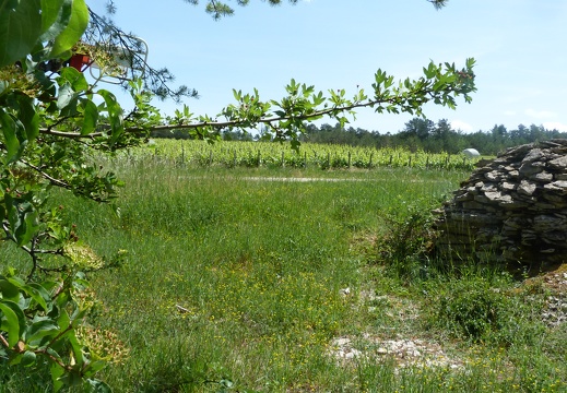 Cadole dans les vignes, cabane pierres sèches, viticulture - Crédit photo  @Pascal21cor