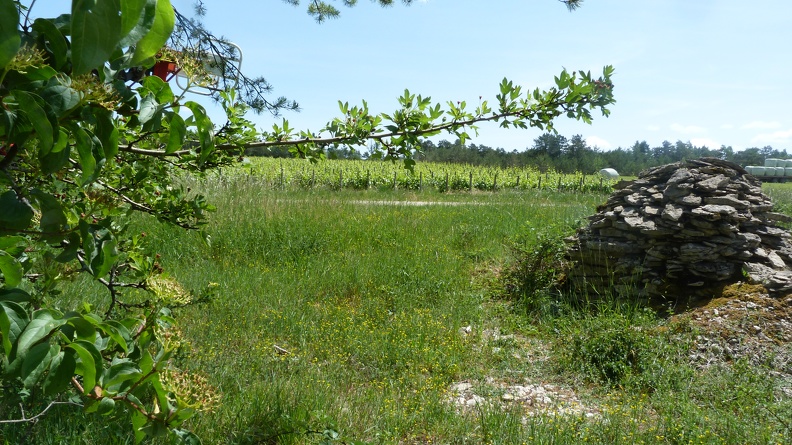 Cadole dans les vignes, cabane pierres sèches, viticulture - Crédit photo_ @Pascal21cor.JPG