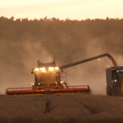 Moisson des blés  - Crédit photo  @Pascal21cor(1)