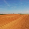Pommes de terre, drone - Crédit photo  OctoDrone