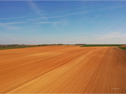 Pommes de terre, drone - Crédit photo  OctoDrone
