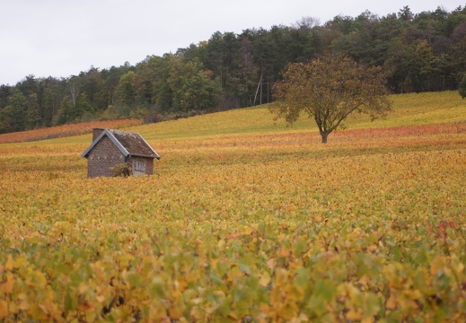 Un automne dans les vignes en Champagne - Crédit photo   @Pascal21cor(1)