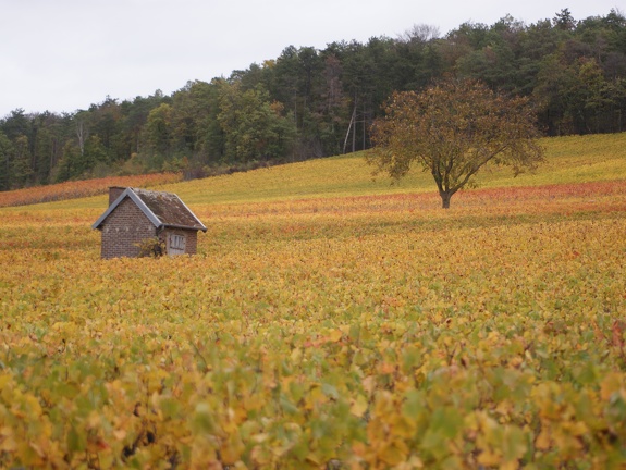 Un automne dans les vignes en Champagne - Crédit photo   @Pascal21cor(1)