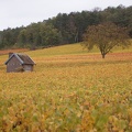 Un automne dans les vignes en Champagne - Crédit photo _ @Pascal21cor(1).JPG