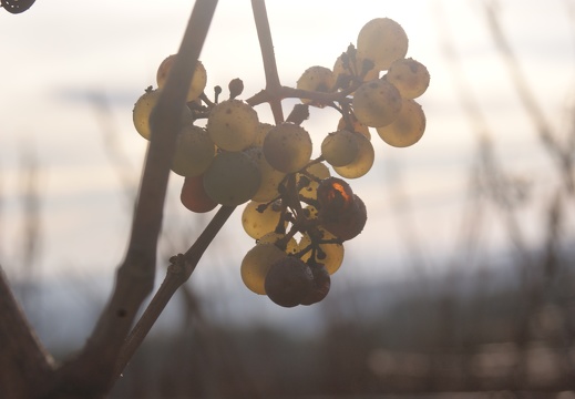 Un automne dans les vignes en Champagne - Crédit photo   @Pascal21cor