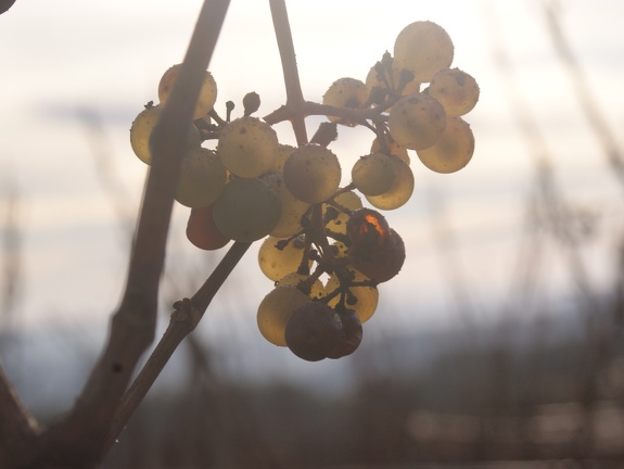 Un automne dans les vignes en Champagne - Crédit photo   @Pascal21cor