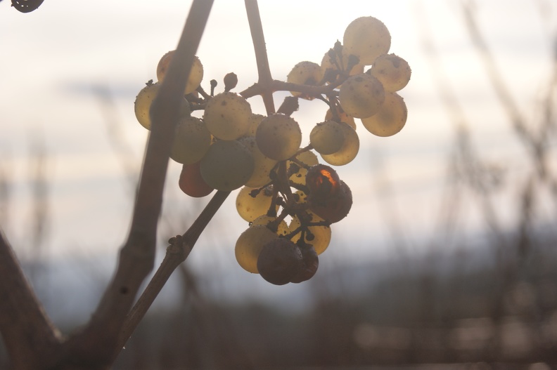 Un automne dans les vignes en Champagne - Crédit photo _ @Pascal21cor.JPG