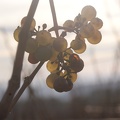 Un automne dans les vignes en Champagne - Crédit photo _ @Pascal21cor.JPG