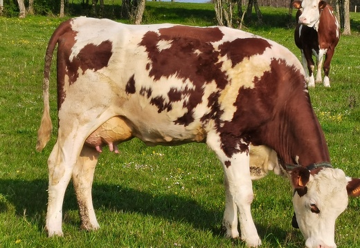 Vache laitière, Montbéliarde - Crédit photo   @agricultrice25(1)