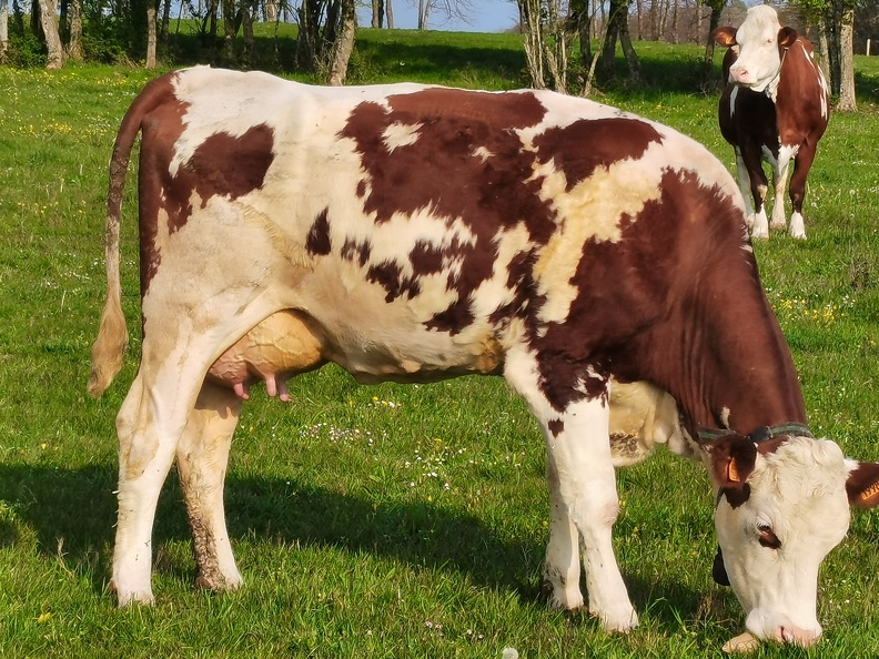 Vache laitière, Montbéliarde - Crédit photo _ @agricultrice25(1).jpg