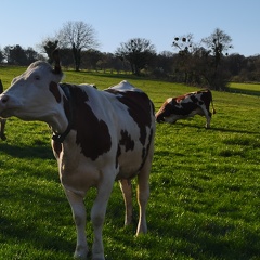 Vache laitière, Montbéliarde, pâturage - Crédit photo   @agricultrice25(1)