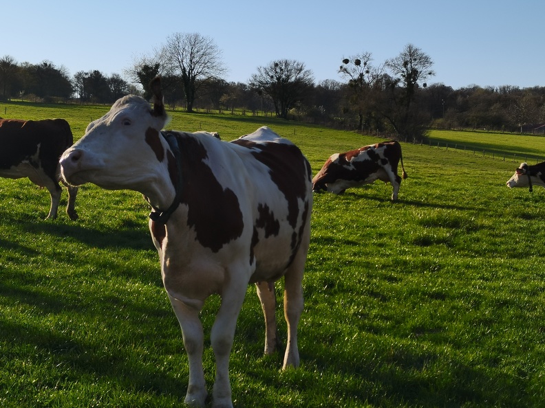 Vache laitière, Montbéliarde, pâturage - Crédit photo   @agricultrice25(1)