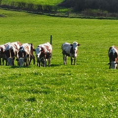 Vache laitière, Montbéliarde, pâturage - Crédit photo   @agricultrice25