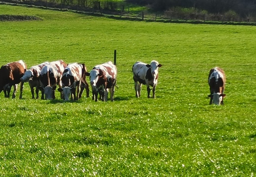 Vache laitière, Montbéliarde, pâturage - Crédit photo   @agricultrice25