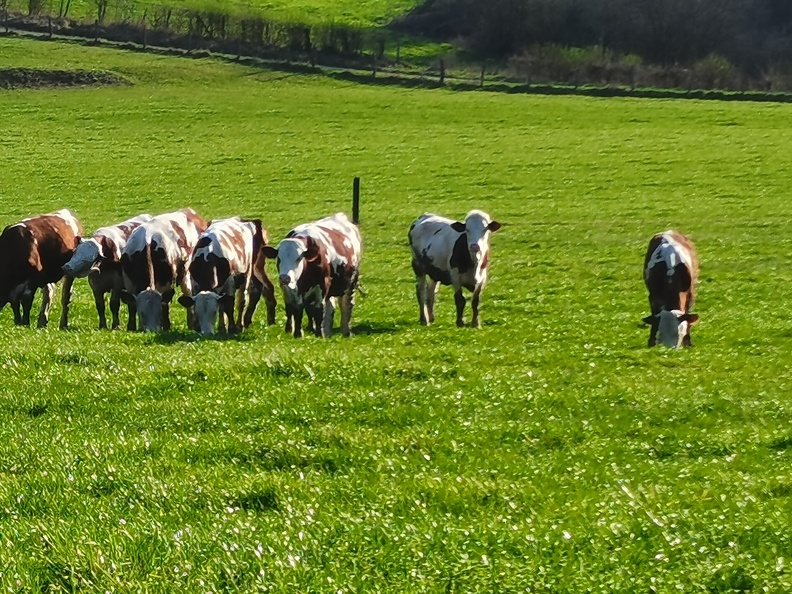 Vache laitière, Montbéliarde, pâturage - Crédit photo _ @agricultrice25.jpg