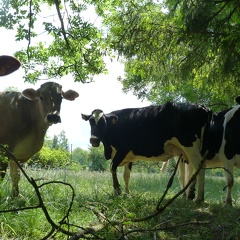 Vaches laitières (Montbéliarde, Prim’Holstein, Brune des alpes) - Crédit photo  @Pascal21cor