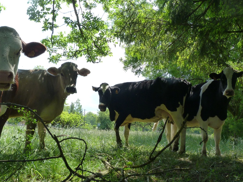Vaches laitières (Montbéliarde, Prim’Holstein, Brune des alpes) - Crédit photo  @Pascal21cor