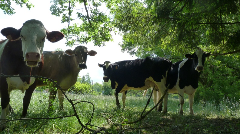 Vaches laitières (Montbéliarde, Prim’Holstein, Brune des alpes) - Crédit photo_ @Pascal21cor.JPG