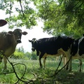 Vaches laitières (Montbéliarde, Prim’Holstein, Brune des alpes) - Crédit photo_ @Pascal21cor.JPG