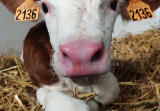 Veau, Vache laitière, Montbéliarde - Crédit photo   @agricultrice25