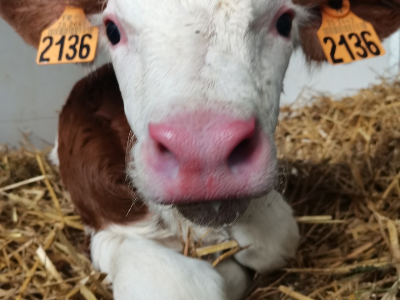Veau, Vache laitière, Montbéliarde - Crédit photo   @agricultrice25
