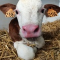 Veau, Vache laitière, Montbéliarde - Crédit photo _ @agricultrice25.jpg
