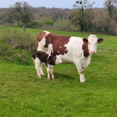 Veau, Vache laitière, Montbéliarde, pâturage - Crédit photo   @agricultrice25