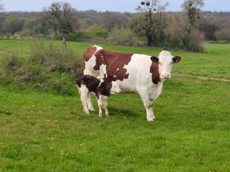 Veau, Vache laitière, Montbéliarde, pâturage - Crédit photo _ @agricultrice25.jpg