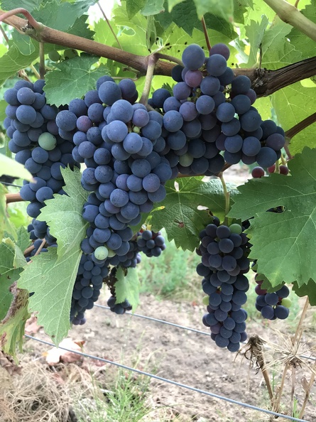 Grappe cabernet franc, vigne, viticulture - Crédit photo _ Guillaume Delanoue.jpeg