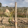 Même rameau à différents stades de développement (8), vigne, viticulture - Crédit photo   Guillaume Delanoue
