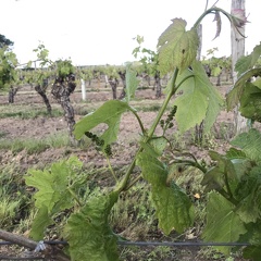 Même rameau à différents stades de développement (25), vigne, viticulture - Crédit photo   Guillaume Delanoue