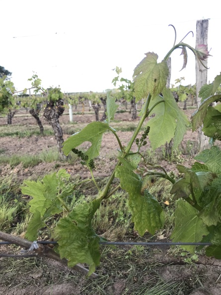 Même rameau à différents stades de développement (25), vigne, viticulture - Crédit photo _ Guillaume Delanoue.JPEG