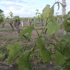 Même rameau à différents stades de développement (26), vigne, viticulture - Crédit photo   Guillaume Delanoue