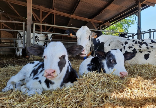 Vache et veau #ceuxquifontlelait #Bretagne  - Crédit photo   @MaLuherne56