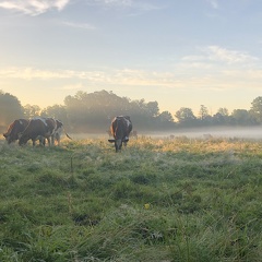 Vaches dans la brume - Crédit photo   @Lorine agri