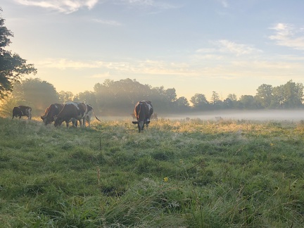 Vaches dans la brume - Crédit photo   @Lorine agri
