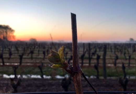 Aspersion sur vigne, viticulture - Crédit photo   Guillaume Delanoue