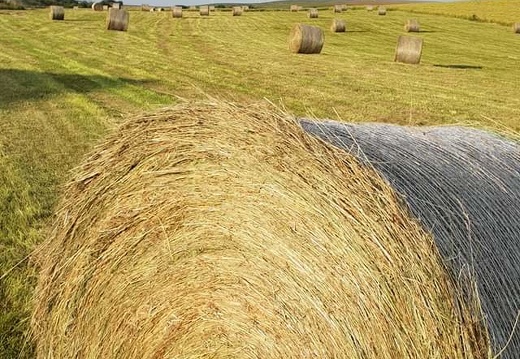 Le foin herbe pour les animaux @LCultive - Crédit photo   L Agriculture cultive notre avenir