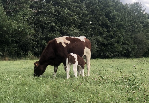 Tétée au champs, vache - Crédit photo   @Lorine agri