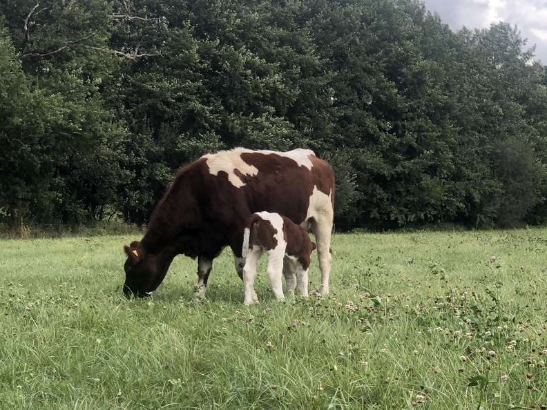 Tétée au champs, vache - Crédit photo   @Lorine agri
