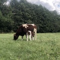 Tétée au champs, vache - Crédit photo _ @Lorine_agri.jpg