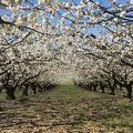 Cerisiers en avril à St Bris le Vineux - Yonne - Crédit photo   @HenriDURNERIN