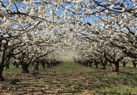 Cerisiers en avril à St Bris le Vineux - Yonne - Crédit photo   @HenriDURNERIN