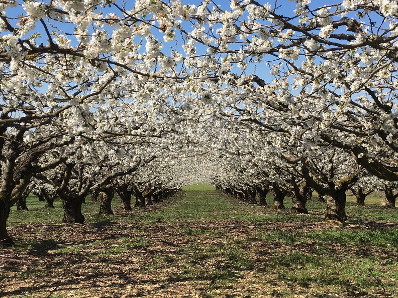 Cerisiers en avril à St Bris le Vineux - Yonne - Crédit photo _ @HenriDURNERIN.JPG