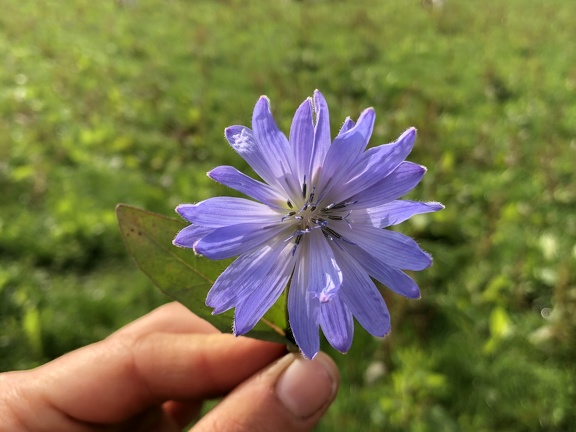 Fleur de chicoré - Crédit photo   @Lorine agri